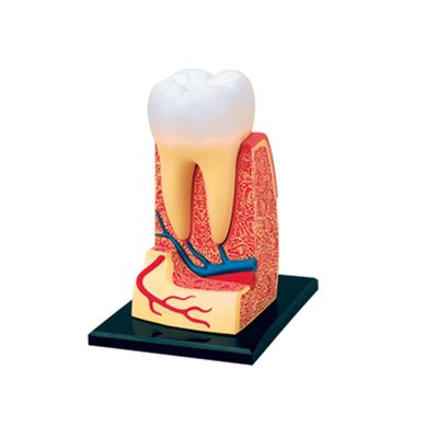4D MASTER益智拼裝玩具人體牙齒器官解剖模型醫學教學用模型