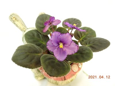 堤緣花語陶-淨化室內空氣植物-非洲紫羅蘭 Optimara New Mexico