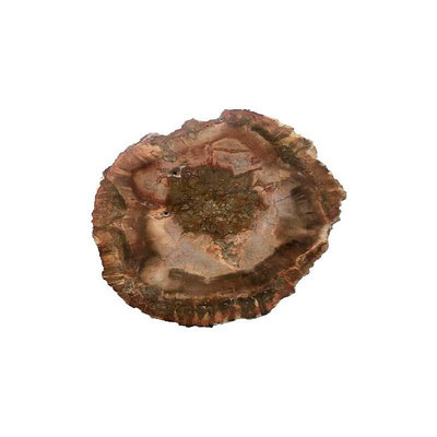 【天然水晶】木化石原石 片狀樹玉化 個性茶托 裝飾 木花石擺件