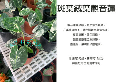 心栽花坊-斑葉絨葉觀音蓮/觀音蓮/5吋/綠化植物/室內植物/觀葉植物/售價900特價720