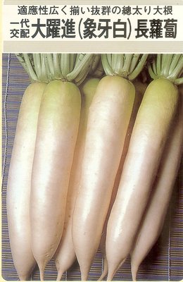 【大包裝蔬菜種子L247】大躍進象牙白長蘿蔔~~日本名種，是生長強健很好照顧的品種。