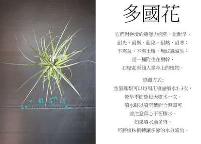 心栽花坊-多國花/空氣鳳梨/懶人植物/售價150特價120
