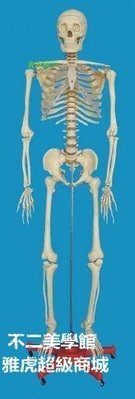 【格倫雅】^人體骨骼模型 人骨架 人體骨骼 骨架 成人體模型教學170CM高骷髏關28促銷 正品 現貨