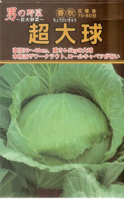 【蔬菜種子S125】超大球甘藍，重達4~5公斤，日本最大的高麗菜品種。