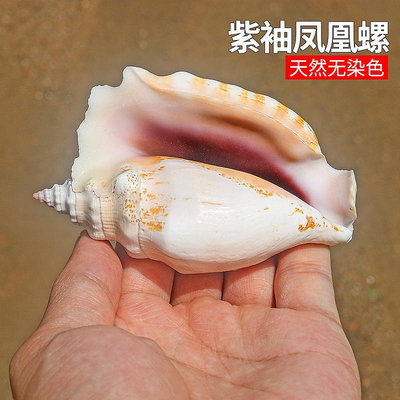 天然海螺貝殼紫袖鳳凰螺魚缸水族造景裝飾品家居櫥窗收藏拍攝擺件~沁沁百貨