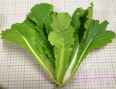 【野菜部屋~】E47 日本大阪青松菜種子3.5公克 , 品質好 , 耐熱性佳 , 每包15元 ~
