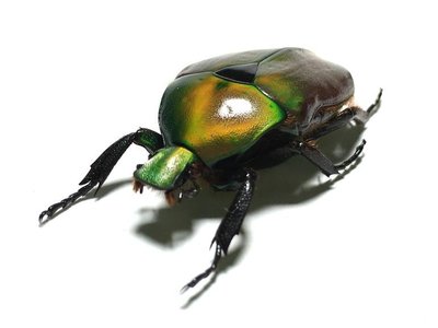 【熱賣精選】南亞原始雨林驚艷的寶石金龜花金龜甲殼蟲標本昆蟲禮品