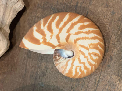 早期收藏🌊天然貝殼🐚鸚鵡螺。vintage