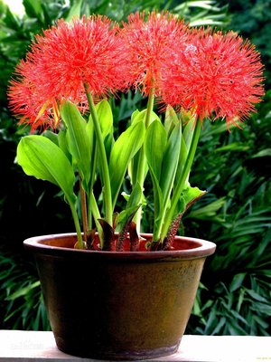 火球花 (又名血百合、紅繡球花、球根植物)，六吋盆植(帶土不剪根)，特價150