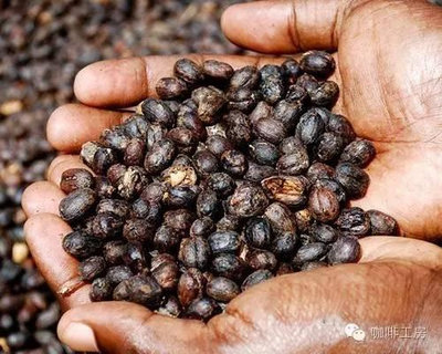 [龍軒咖啡]哥斯大黎加 薇若拉處理廠 神父咖啡 F1 黑蜜 *葡萄乾風味 中深培 半磅360元