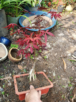 全年葉子都是紅色日本品種紅楓樹名字叫紅星星，老粗頭造型小品盆栽好種植喜歡全日照潮濕環境日照越強越鮮豔已看不出接點切口免運