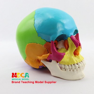 醫學拆分22部件1:1人體彩色頭骨模型頭顱骷髏頭醫用教學 MTG013