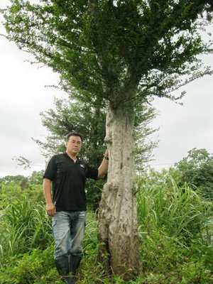 (青山園藝) 榔榆(1) 榆樹  米俓40cm 高度8~10米  樟樹茄苳楓樹橄欖羅漢松油杉真柏