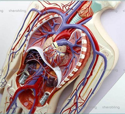 (ME-A239)人體血液循環系統模型體肺循環心血管心臟解剖模型