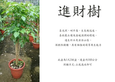 心栽花坊-進財樹/海南菜豆樹/1尺2歐盆/觀葉植物/室內植物/售價1200特價1000