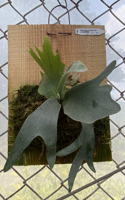 爪哇鹿角蕨 Platycerium willinckii 上板約25-12 厚度2 公分木板一物一拍新手入門款鹿角蕨上板