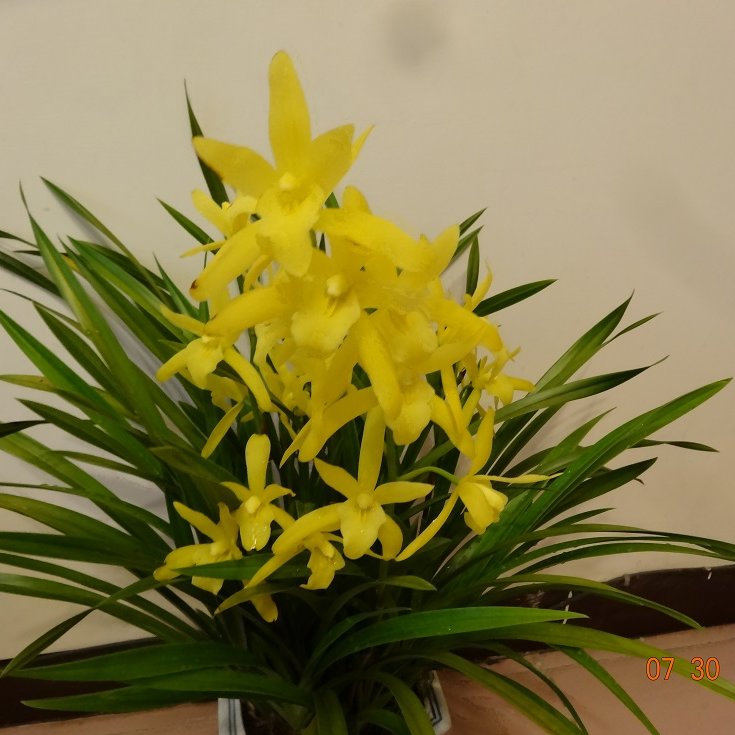 T-035 蘭花，黃金小神童，別名:黃花素心| Yahoo奇摩拍賣