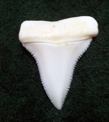 (New 大白鯊嘴牙) 3.9公分真正大白鯊(上鍔)鯊魚牙..無刮痕無缺齒. A標本級. 稀有! #20.393306