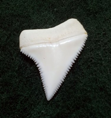 (New 大白鯊嘴牙) 3.1公分真正大白鯊(上鍔)鯊魚牙..無刮痕無缺齒. A標本級. 稀有! #34.312505