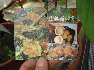╭☆東霖園藝☆╮稀有果樹-(巨無霸龍貢)-度古---有柚子味