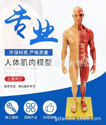 30cm藝用樹脂 肌肉骨骼解剖人體模型結構美術模型 CG繪畫雕塑教學滿仟免運