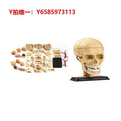 人體骨骼模型香港EDU 31片9cm顱內神經及頭蓋骨解剖模型 兒童迷你頭骨拼插玩具