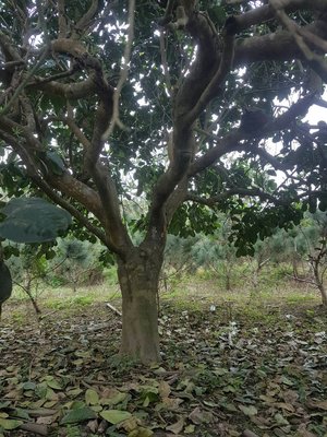 (青山園藝)柚子 頭徑約45cm原樹型 黑松真柏桂花含笑雪松油杉琉球七里香