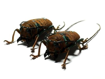 【熱賣精選】非洲原始雨林夢幻般的天牛P甲殼蟲標本珍藏