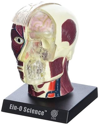Ein-O 4D 拼圖 大腦 頭骨 人體解剖 教學 神經 器官 內科 立體 模型 擺飾 益智 科學 教育 親子教材 現貨