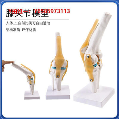 人體骨骼模型人體膝關節功能模型半月板交叉韌帶肌關節活動膝蓋骨 髕骨模型
