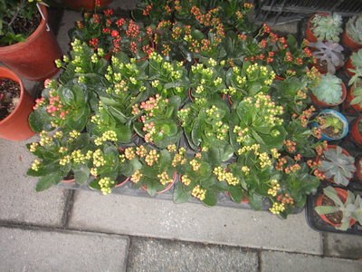 芳草園 －「長壽花」3吋盆栽