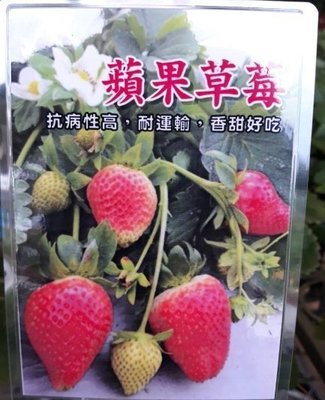 ╭☆東霖園藝☆╮草莓苗 (蘋果草莓)草莓 2吋苗 一株30元  11-2月份供貨--目前無法供貨