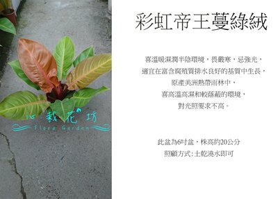 心栽花坊-彩虹帝王蔓綠絨/6吋/小品/觀葉植物/室內植物/售價200特價180