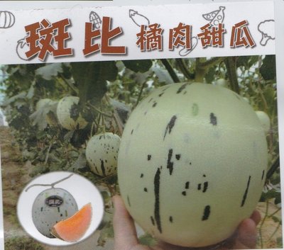 【水果種子S328】斑比洋香瓜/橘肉~具特殊斑紋。果重約1.6~1.8公斤，糖度約14~16度