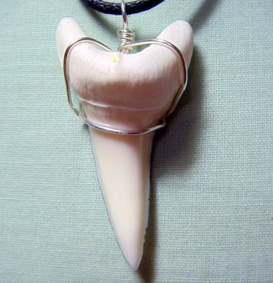 (馬加鯊嘴牙)4.3公分馬加鯊魚牙#4323純銀線綁項鍊附長短可調蠟繩, 稀有.可當標本珍藏!