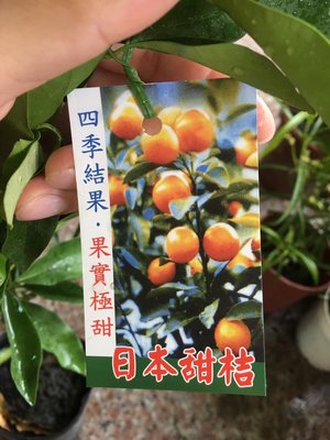 ╭☆東霖園藝☆╮水果苗(日本甜桔)四季甜桔-口感甘甜
