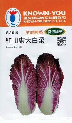 紅山東大白菜(Chinese Cabbage) sv-510 【蔬菜種子】 農友種苗特選種子 每包約30粒