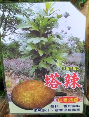 ╭☆東霖園藝☆╮特殊水果苗-塔辣--2尺高  山香波羅