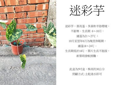 心栽花坊-迷彩芋/彩葉芋/5吋/綠化植物/室內植物/觀葉植物/售價240特價200