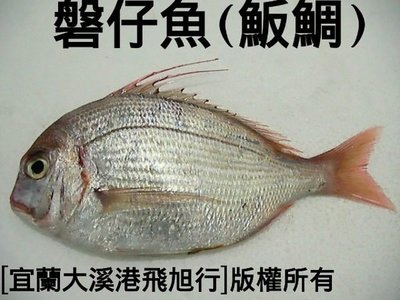 盤仔魚(魬鯛)