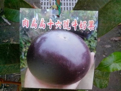 ╭＊田尾玫瑰園＊╯新品種水果苗-(16號牛奶果)-