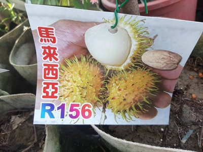 花花世界_水果苗--馬來西亞R156，新品種一甜度高/4吋盆苗/高40-60公分/Tm