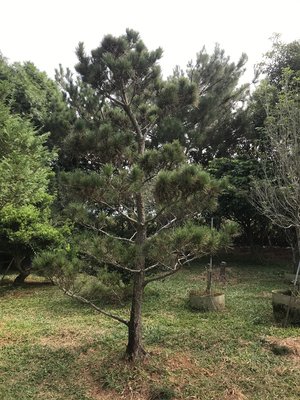 黑松 米俓約12~15cm高度約3.5~4米 黑松真柏桂花七里香紫檀象牙木