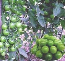 新品種番茄苗3吋3入水蜜桃+美人蜜+綠瑪瑙番茄(12月供貨)
