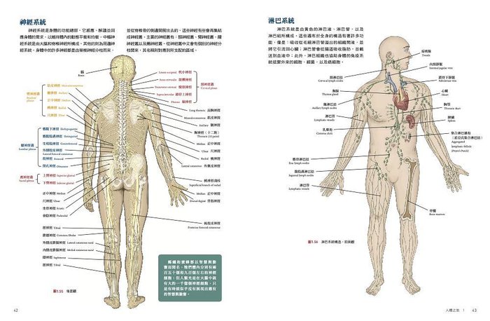 人体解剖学改訂第42版日本お値下irrigmaq.com.br