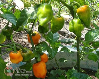 【野菜部屋~】M18 橘色鬼椒種子8粒 , 辣度高 , 香氣足 , 知名品種 , 每包15元~