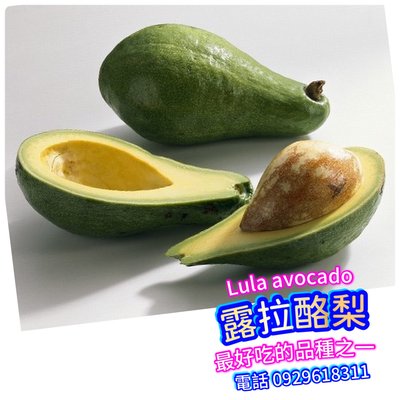 露拉酪梨 嫁接苗（露拉鱷梨）Lula avocado 最新改良進口品種 約1-2年開始產果