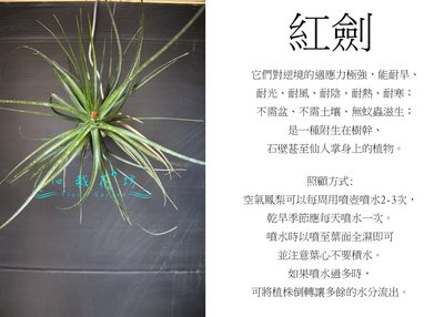 心栽花坊-紅劍/空氣鳳梨/懶人植物/售價350特價250