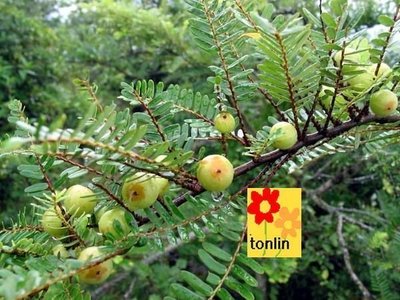 ╭☆東霖園藝☆╮超優質樹種--- (油柑)油甘子--可製蜜餞--.