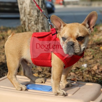 Doglemi 中小型犬 透氣網式 馬甲胸背衣 包覆式胸背帶 牽引繩 拉繩 拉帶【XL】舒服好穿350元